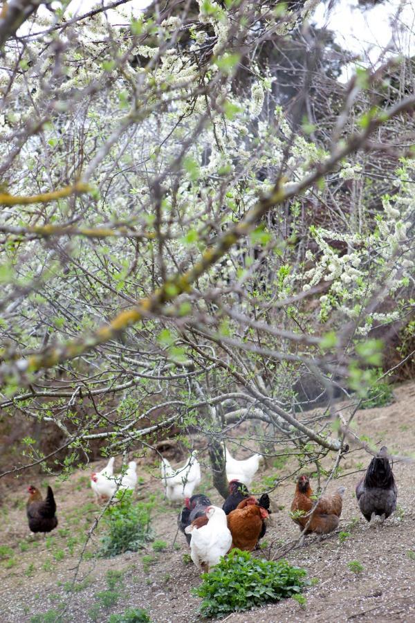 Hereweka Garden Retreat Dunedin Dış mekan fotoğraf